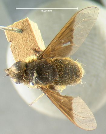 Media type: image;   Entomology 12657 Aspect: habitus dorsal view